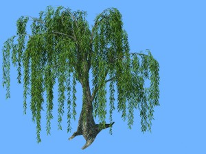 plant - willow 1-2 3D Model