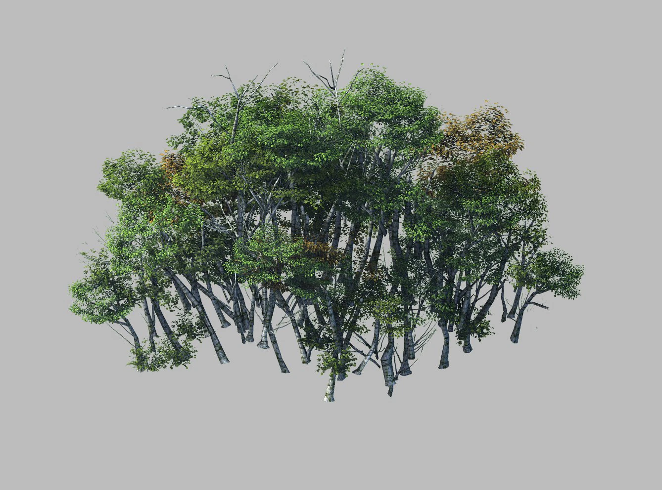 plant forest - birch grove 01 3D Model .c4d .max .obj .3ds .fbx .stl .blend