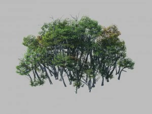 растительный лес - берёзовая роща 01 3D Модель