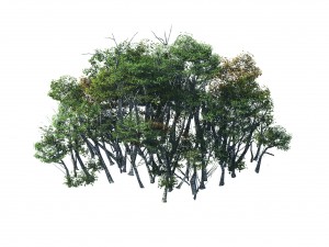 plant forest - birch grove 01 Modelo 3D