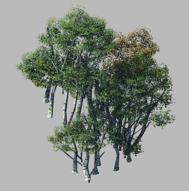 plant forest - birch grove 02 Model 3D .c4d .max .obj .3ds .fbx .stl .blend 