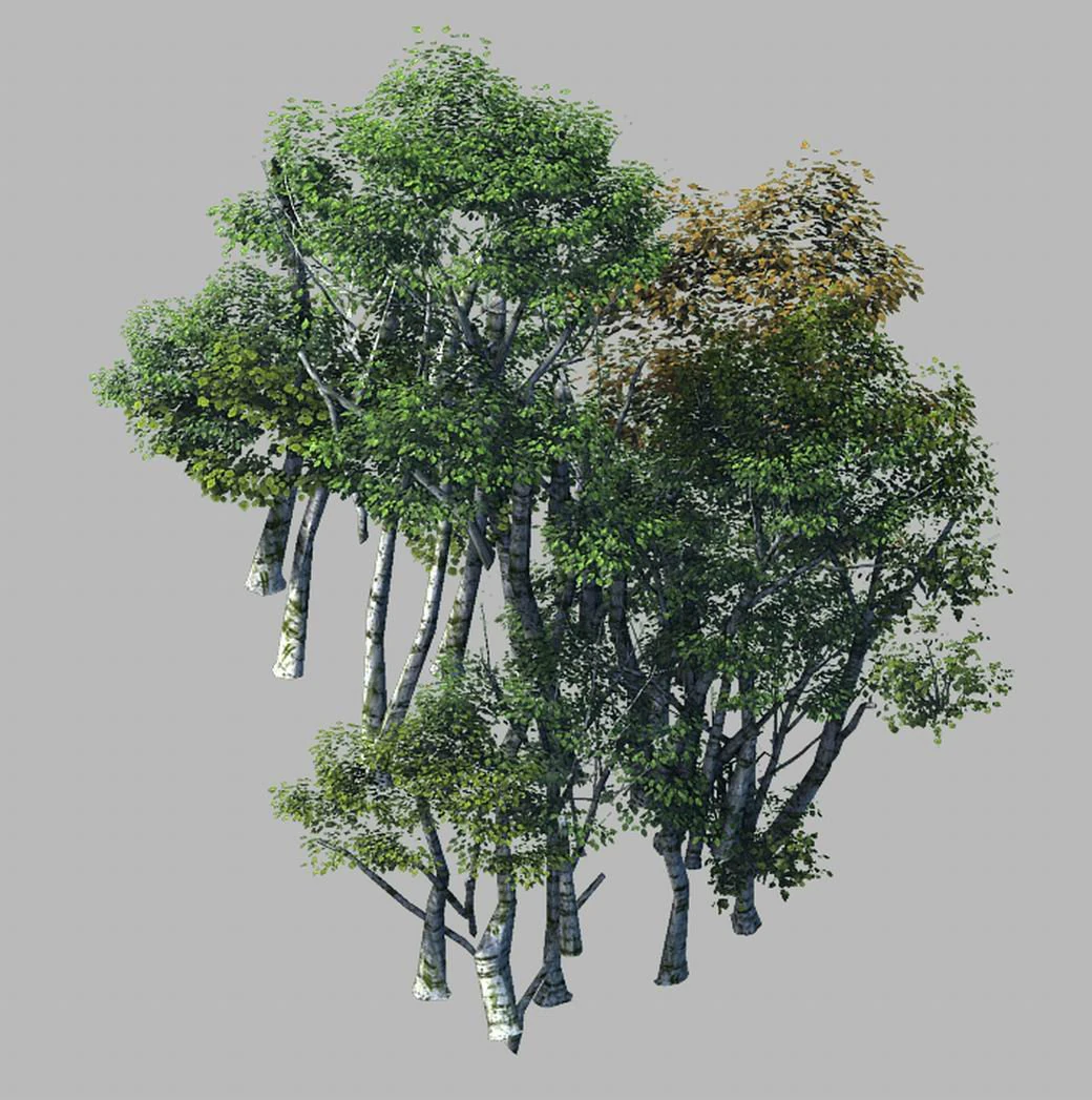 plant forest - birch grove 02 3D Model .c4d .max .obj .3ds .fbx .stl .blend