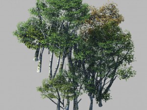 plant forest - birch grove 02 3D 모델