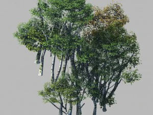 рослинний ліс - березовий гай 02 3D Модель