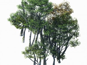 plant forest - birch grove 02 Model 3D