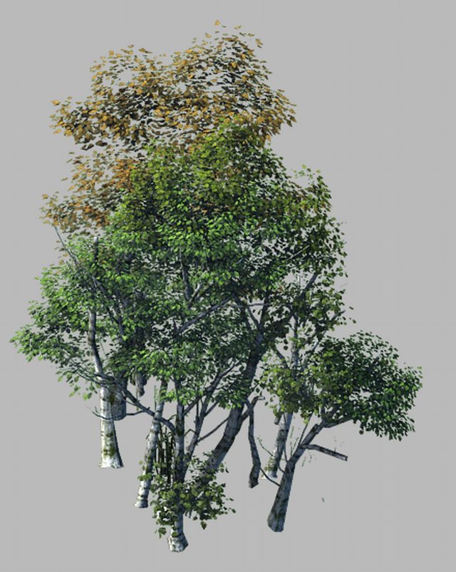 plant forest - birch grove 03 3D 모델 .c4d .max .obj .3ds .fbx .stl .blend 