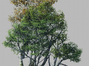 plant forest - birch grove 03 Model 3D