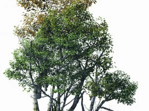 plant forest - birch grove 03 3D Model