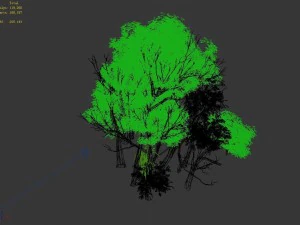 plant forest - birch grove 03 3D Model