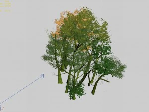 plant forest - birch grove 03 3D Model