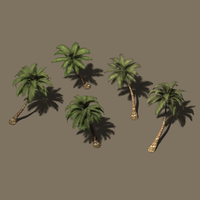 plant - coconut tree 271 3D Model .c4d .max .obj .3ds .fbx .stl .blend 