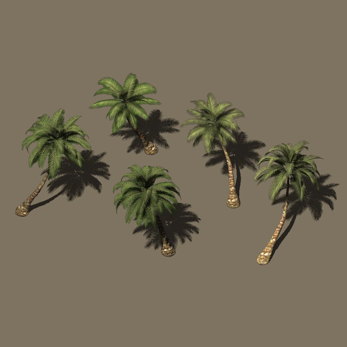 plant - coconut tree 271 3D Model .c4d .max .obj .3ds .fbx .stl .blend 