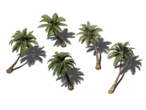 plant - coconut tree 271 3D Model