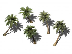 plant - coconut tree 271 3D Model