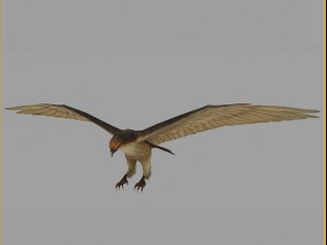 low poly 3d monster - hawk 3D 모델
