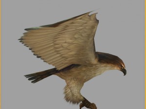 low poly 3d monster - hawk 3D 모델