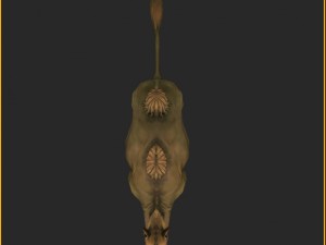low poly 3d characters-camel 3D-Modell