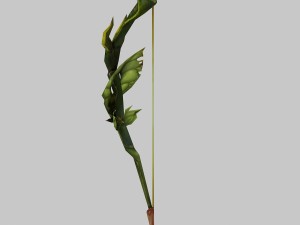 - bows 01 Model 3D