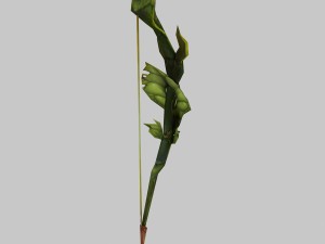 - bows 01 Model 3D