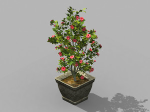 tang-south-bonsai 02 Modelo 3D