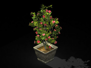 tang-south-bonsai 02 3D Модель