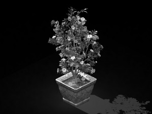 tang-south-bonsai 02 3D Модель