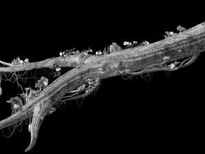 elf-forest-tree city-partial 3D Модель