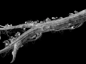 elf-forest-tree city-partial 3D Model