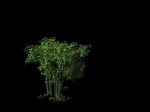 ming dynasty-guozijian-bamboo 12 3D Model