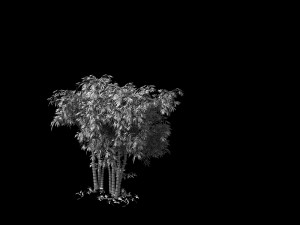 ming dynasty-guozijian-bamboo 12 3D Model