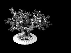 tr&ecirc;s mil anos de pessegueiros planos Modelo 3D