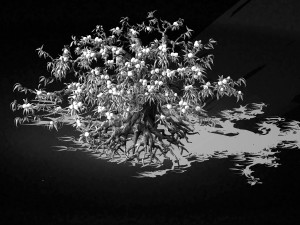 9 thousand years of flat peach tree Modelo 3D
