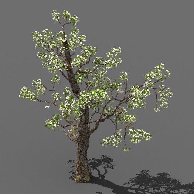 baifenglin-wood-pear 03 3D Model .c4d .max .obj .3ds .fbx .stl .blend