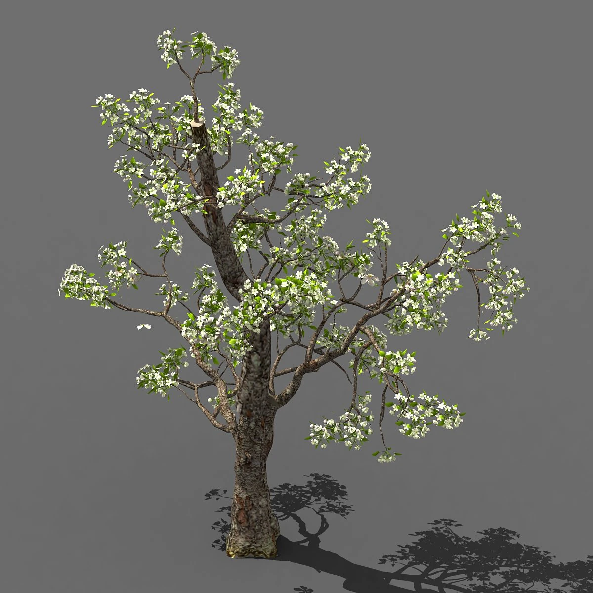 baifenglin-wood-pear 03 3D Model .c4d .max .obj .3ds .fbx .stl .blend 