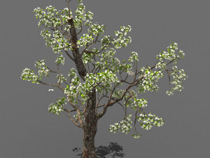 baifenglin-wood-pear 03 3D मॉडल