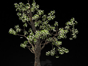 baifenglin-wood-pear 03 3D Model