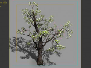 baifenglin-wood-pear 03 3D Model