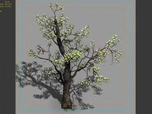 baifenglin-wood-pear 03 3D Model