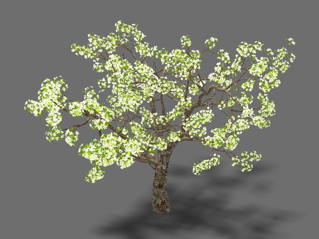 baifenglin-wood-pear 04 3D मॉडल .c4d .max .obj .3ds .fbx .stl .blend 
