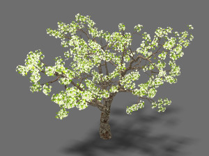 baifenglin-wood-pear 04 3D मॉडल