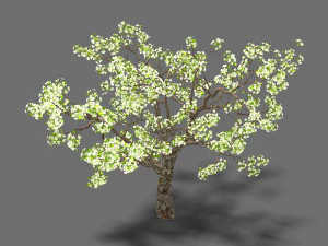 baifenglin-hout-peer 04 3D Model