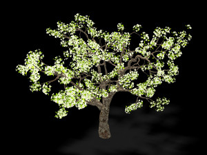 baifenglin-wood-pear 04 3D मॉडल