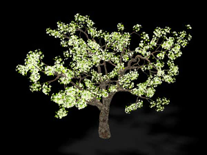 baifenglin-wood-pear 04 3D Model