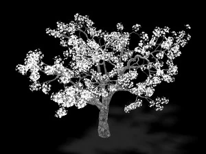 baifenglin-wood-pear 04 3D Model