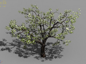 baifenglin-wood-pear 04 3D मॉडल