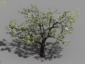 baifenglin-wood-pear 04 3D Model