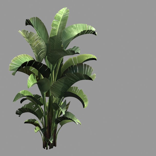 hundred forests-plants-banana tree 01 Modelo 3D .c4d .max .obj .3ds .fbx .stl .blend 