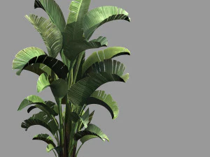 honderd bossen-planten-bananenboom 01 3D Model