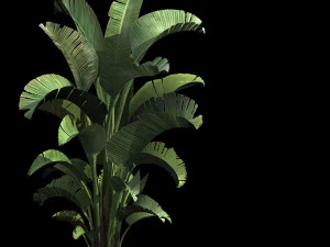 hundred forests-plants-banana tree 01 3D Model