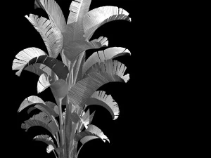 hundred forests-plants-banana tree 01 3D Model